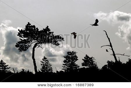 illustrazione degli uccelli nel cielo nuvoloso