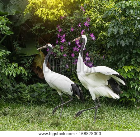 Red-Crowned crane