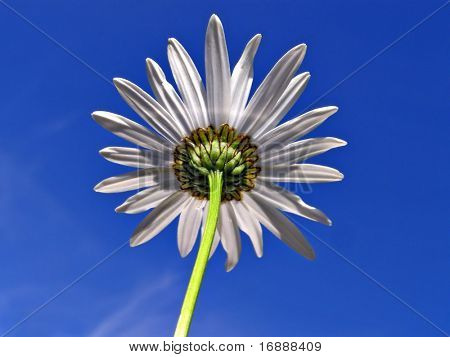 Margarita de flor en el cielo azul de fondo