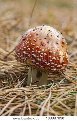 Red toadstool on the forest floor pine closeup
