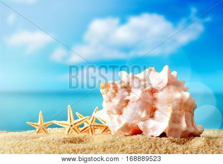 Seashell and starfish on the sandy beach near the sea