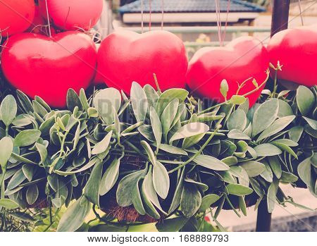 Retro color/ Red Heart Balloons with creeper plant (Dischidia nummularia Variegata)