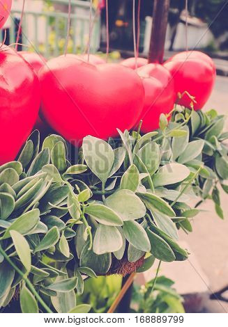 Retro color/ Red Heart Balloons with creeper plant (Dischidia nummularia Variegata)
