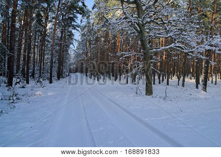 The photo shows a forest road. It's winter. Earth and tree branches cover layer of snow. The surface of the road is unpaved, uneven and bumpy. Wiedoczne are clear rut.