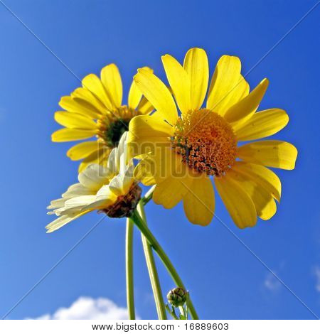 Chrysanthemen auf Hintergrund blauer Himmel