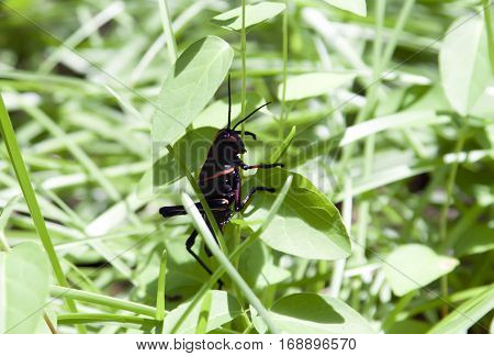 Eastern Lubber Grasshopper