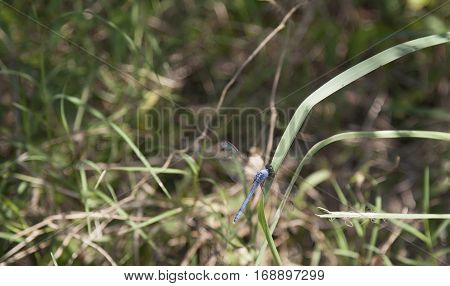 Western Pondhawk Dragonfly