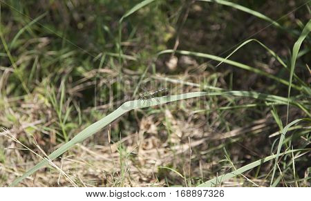 Eastern Pondhawk Dragonfly