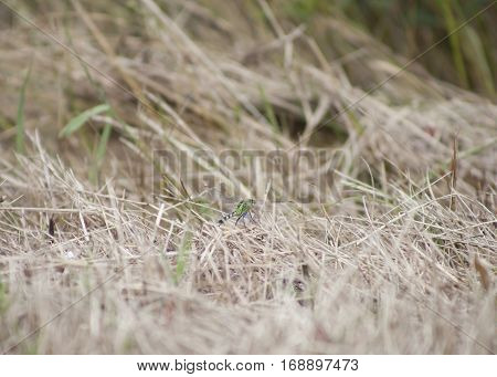 Eastern Pondhawk Dragonfly