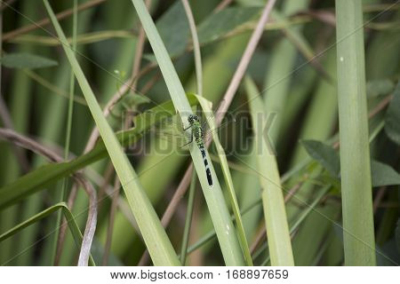 Eastern Pondhawk Dragonfly