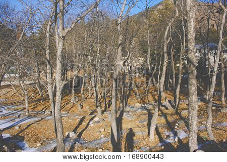 Woods and leaf fall in naran valley kpk Pakistan