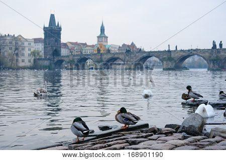 Swams on Vitava river in Prague