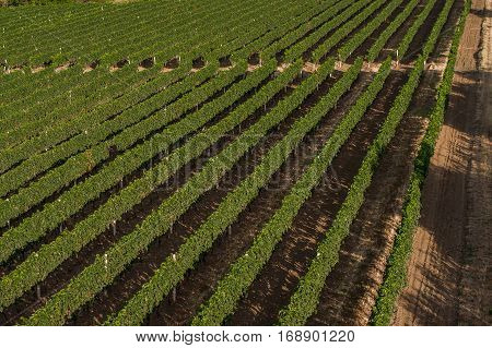 Beautiful green grape field in summer panoramic view