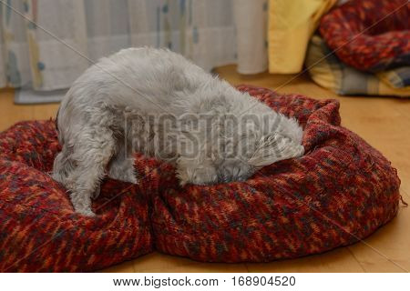 White Havanese plays in his big dog bed