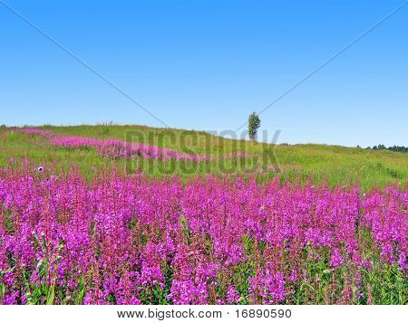 lilla blomster på felt