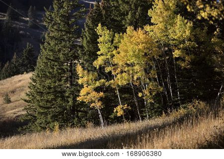 Autumn Colors Cypress Hills Canada