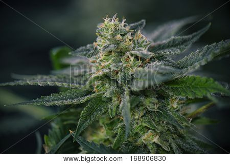 Detail of Cannabis cola (mangolope marijuana strain) with visible hairs, trichomes and leaves on late flowering stage