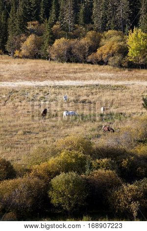 Autumn Colors Cypress Hills Canada interprovincial Park horses