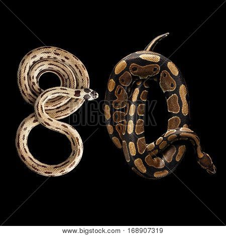Two Eastern kingsnakes or common king snake and Ball or Royal python Lying number 80, isolated black background