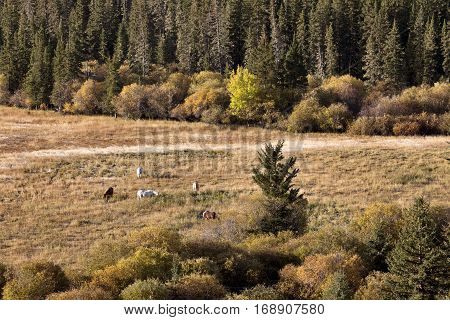 Autumn Colors Cypress Hills Canada interprovincial Park horses