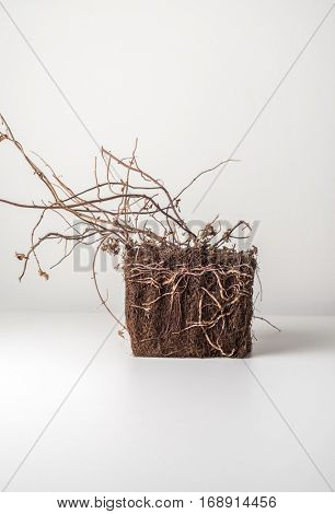 Block of dried soil with exposed root of a plant on white background. Conceptual studio shot of natural element.