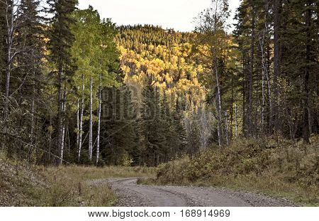 Autumn Colors Cypress Hills Canada