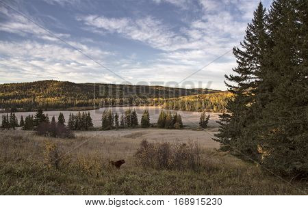 Autumn Colors Cypress Hills Canada
