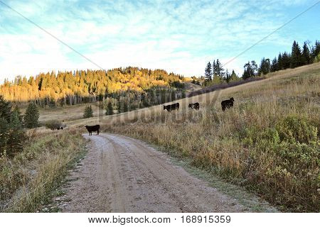 Autumn Colors Cypress Hills Canada