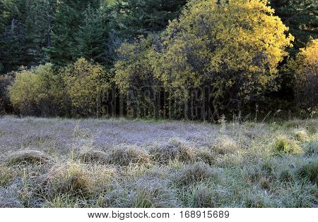 Autumn Colors Cypress Hills Canada