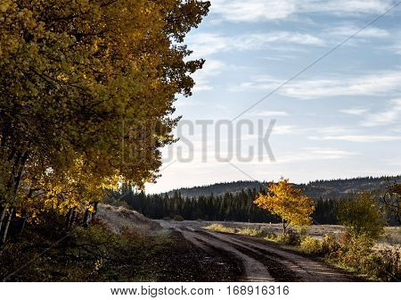 Autumn Colors Cypress Hills Canada