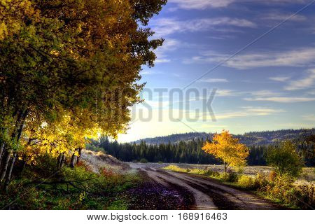 Autumn Colors Cypress Hills Canada