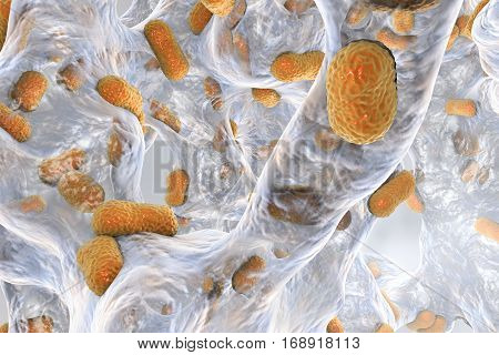 Biofilm of bacterium Acinetobacter baumannii, 3D illustration. Acinetobacter is antibiotic resistant rod-shaped bacterium which causes hospital-acquired infections