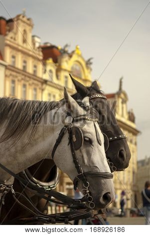 Horse-drawn carriage the old city in Prague, Czech Republic