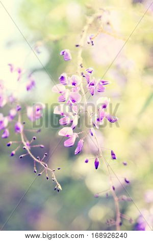 Beautiful Flower Background