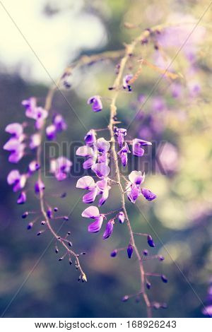 Beautiful Flower Background