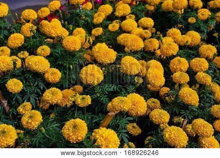 Nature view of yellow flowers blooming in garden under sunlight