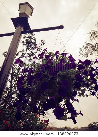 Nature view of purple flowers blooming in garden under sunlight
