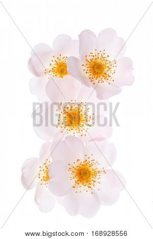 wild roses
