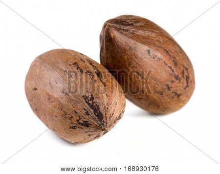 Two pecan nuts isolated on white background.