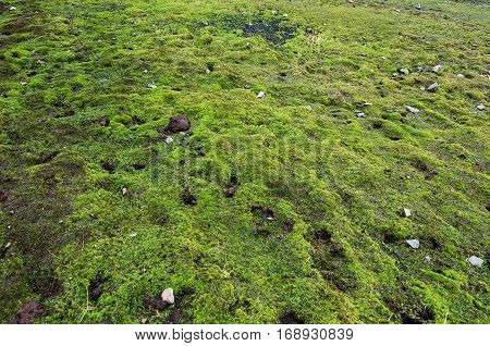 Beautiful green moss background. Close up. Pattern. The ground is covered with moss.