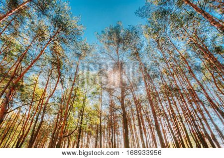 Canopy Of Tall Pine Trees. Upper Branches Of Woods In Coniferous Forest. Low Angle View. Summer Pinewood, Bottom Wide Angle View Of Tall Thin Evergreen Pines, Blue Sky Background. Russian Nature