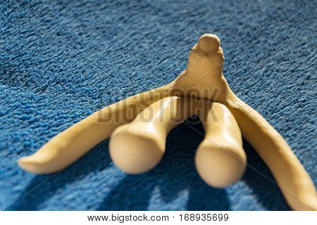 3D Printed Female Sex Organ Clitoris For Human Anatomy Lessons