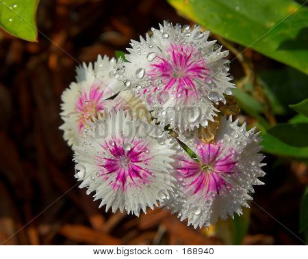 Dianthus blomster