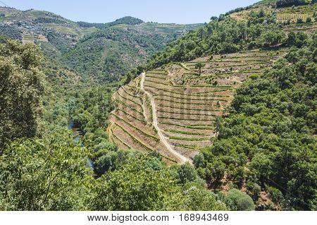 Europe Portugal Douro Valley Porto a region that runs from the Spanish-Portugal border to the coast. Valley is lined with steeply sloping hills vineyards.