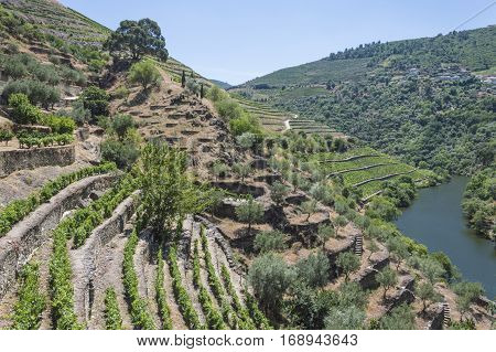 Europe Portugal Douro Valley Porto a region that runs from the Spanish-Portugal border to the coast. Valley is lined with steeply sloping hills vineyards.