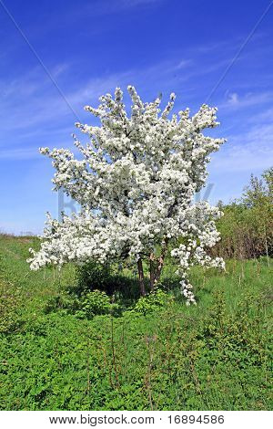 Aple albero