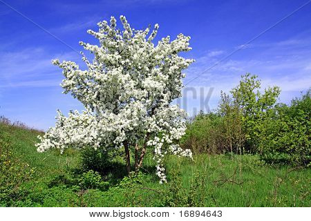 albero selvatico aple