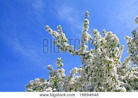 Flowers di aple alberi