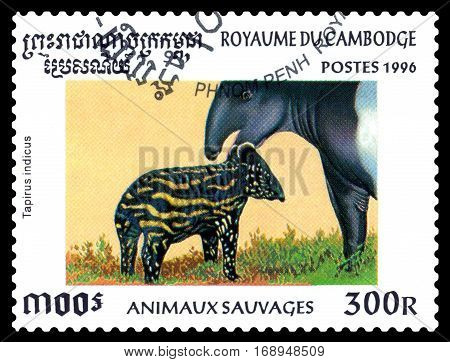 STAVROPOL RUSSIA - January 27 2017 : A Postage Stamp Printed in the Cambodia Shows Malayan tapir (tapirus indicus) circa 1996