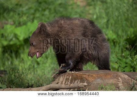 Newborn Kamchatka brown bear (Ursus arctos beringianus), also known as the Far Eastern brown bear.